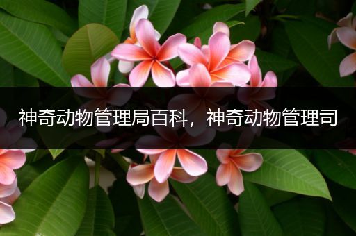 神奇动物管理局百科，神奇动物管理司