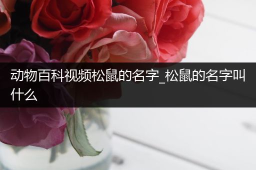 动物百科视频松鼠的名字_松鼠的名字叫什么