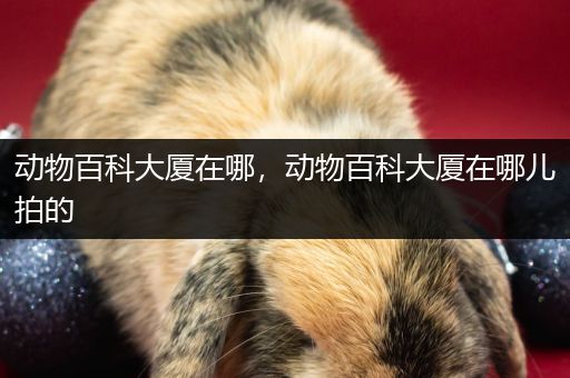 动物百科大厦在哪，动物百科大厦在哪儿拍的