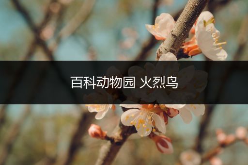 百科动物园 火烈鸟