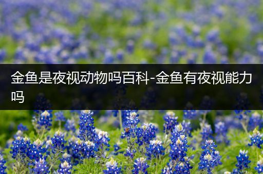 金鱼是夜视动物吗百科-金鱼有夜视能力吗