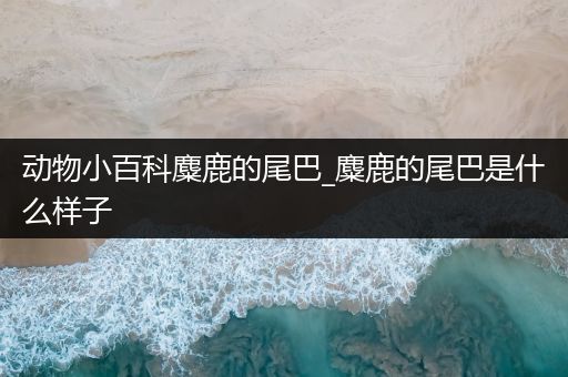 动物小百科麋鹿的尾巴_麋鹿的尾巴是什么样子