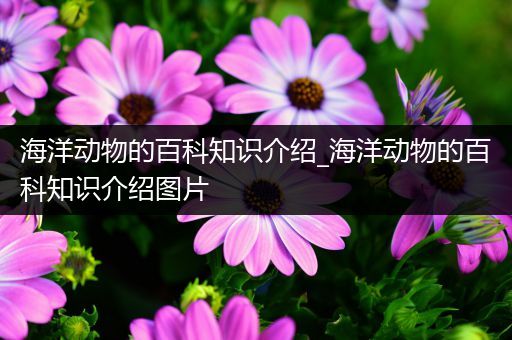 海洋动物的百科知识介绍_海洋动物的百科知识介绍图片