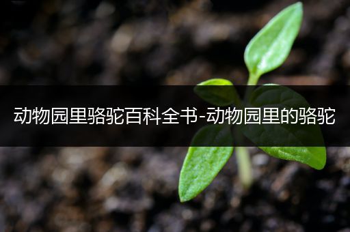 动物园里骆驼百科全书-动物园里的骆驼