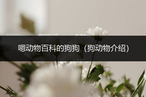 嗯动物百科的狗狗（狗动物介绍）