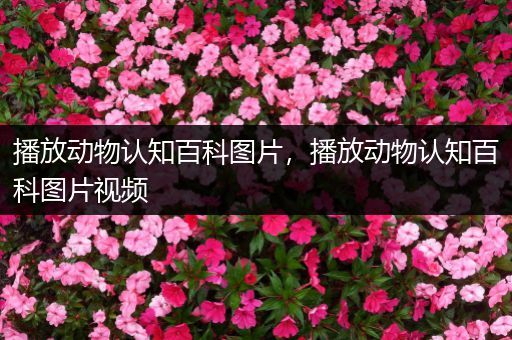 播放动物认知百科图片，播放动物认知百科图片视频