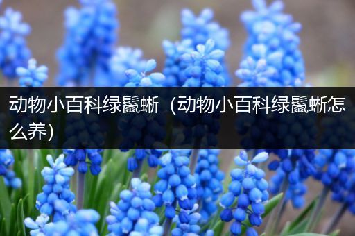动物小百科绿鬣蜥（动物小百科绿鬣蜥怎么养）