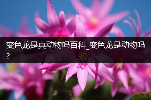 变色龙是真动物吗百科_变色龙是动物吗?