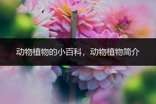 动物植物的小百科，动物植物简介
