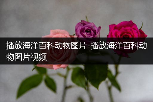 播放海洋百科动物图片-播放海洋百科动物图片视频
