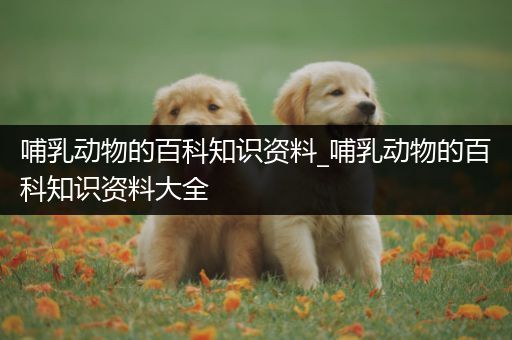 哺乳动物的百科知识资料_哺乳动物的百科知识资料大全