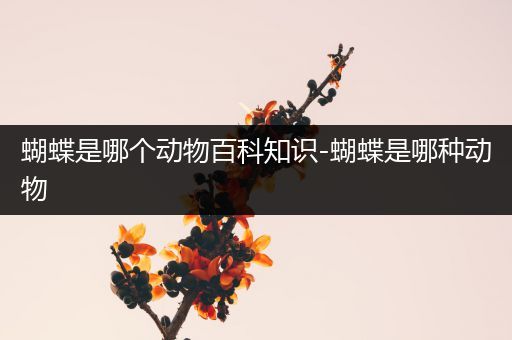 蝴蝶是哪个动物百科知识-蝴蝶是哪种动物