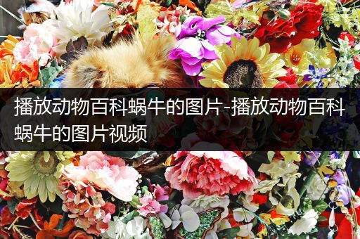 播放动物百科蜗牛的图片-播放动物百科蜗牛的图片视频