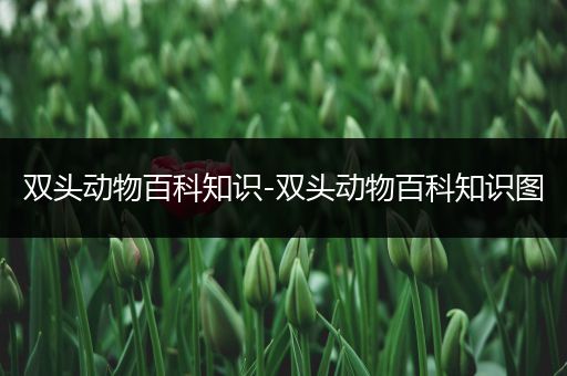 双头动物百科知识-双头动物百科知识图