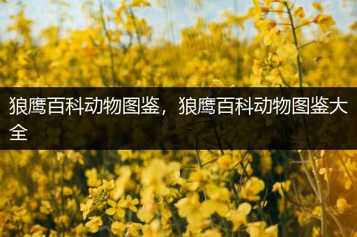 狼鹰百科动物图鉴，狼鹰百科动物图鉴大全