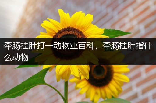 牵肠挂肚打一动物业百科，牵肠挂肚指什么动物