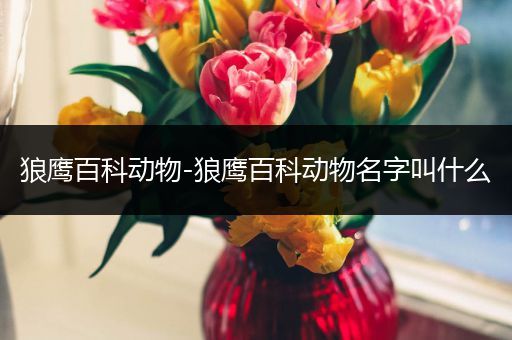 狼鹰百科动物-狼鹰百科动物名字叫什么