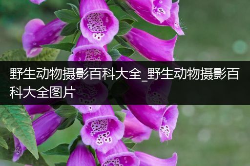 野生动物摄影百科大全_野生动物摄影百科大全图片