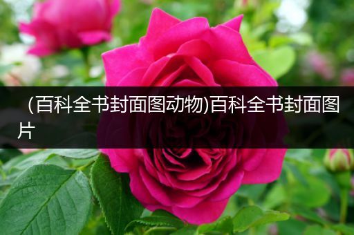 （百科全书封面图动物)百科全书封面图片