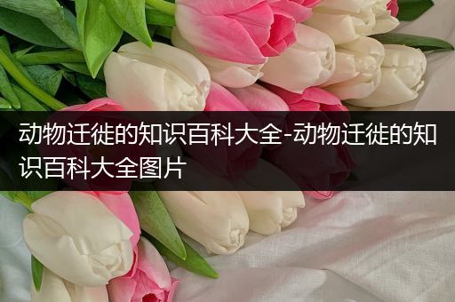 动物迁徙的知识百科大全-动物迁徙的知识百科大全图片