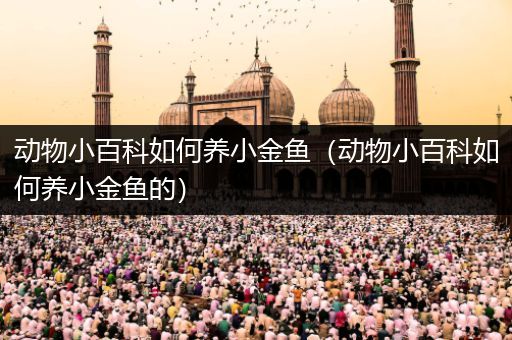 动物小百科如何养小金鱼（动物小百科如何养小金鱼的）