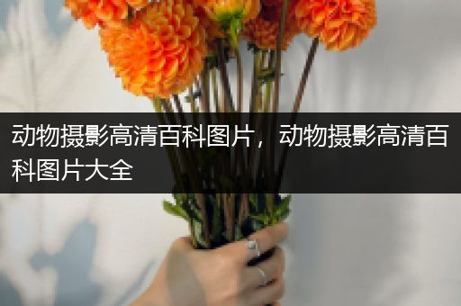 动物摄影高清百科图片，动物摄影高清百科图片大全