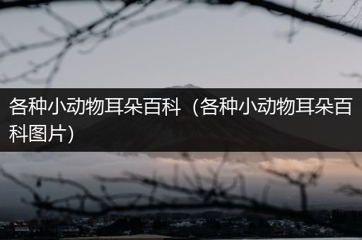 各种小动物耳朵百科（各种小动物耳朵百科图片）