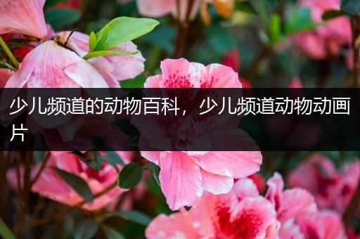 少儿频道的动物百科，少儿频道动物动画片