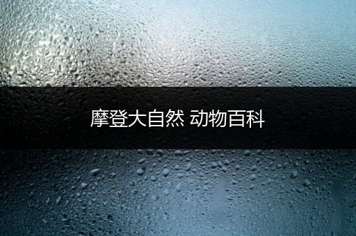 摩登大自然 动物百科
