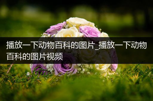 播放一下动物百科的图片_播放一下动物百科的图片视频