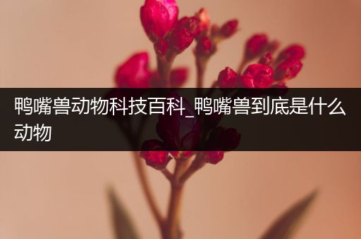 鸭嘴兽动物科技百科_鸭嘴兽到底是什么动物